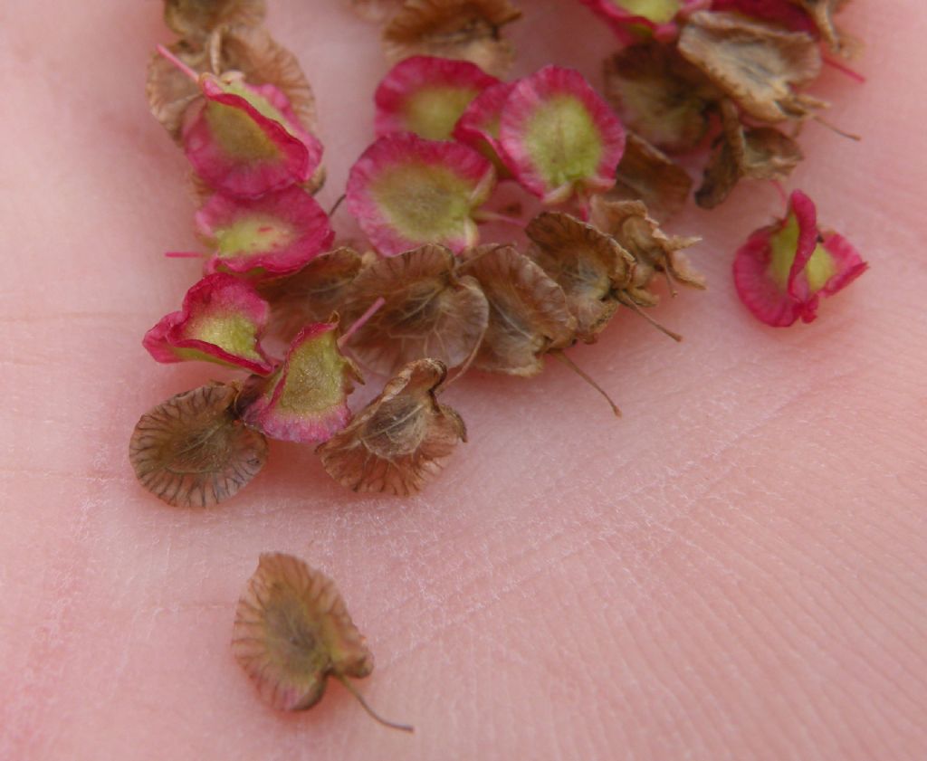 Gran Paradiso - Rumex scutatus e alpinus